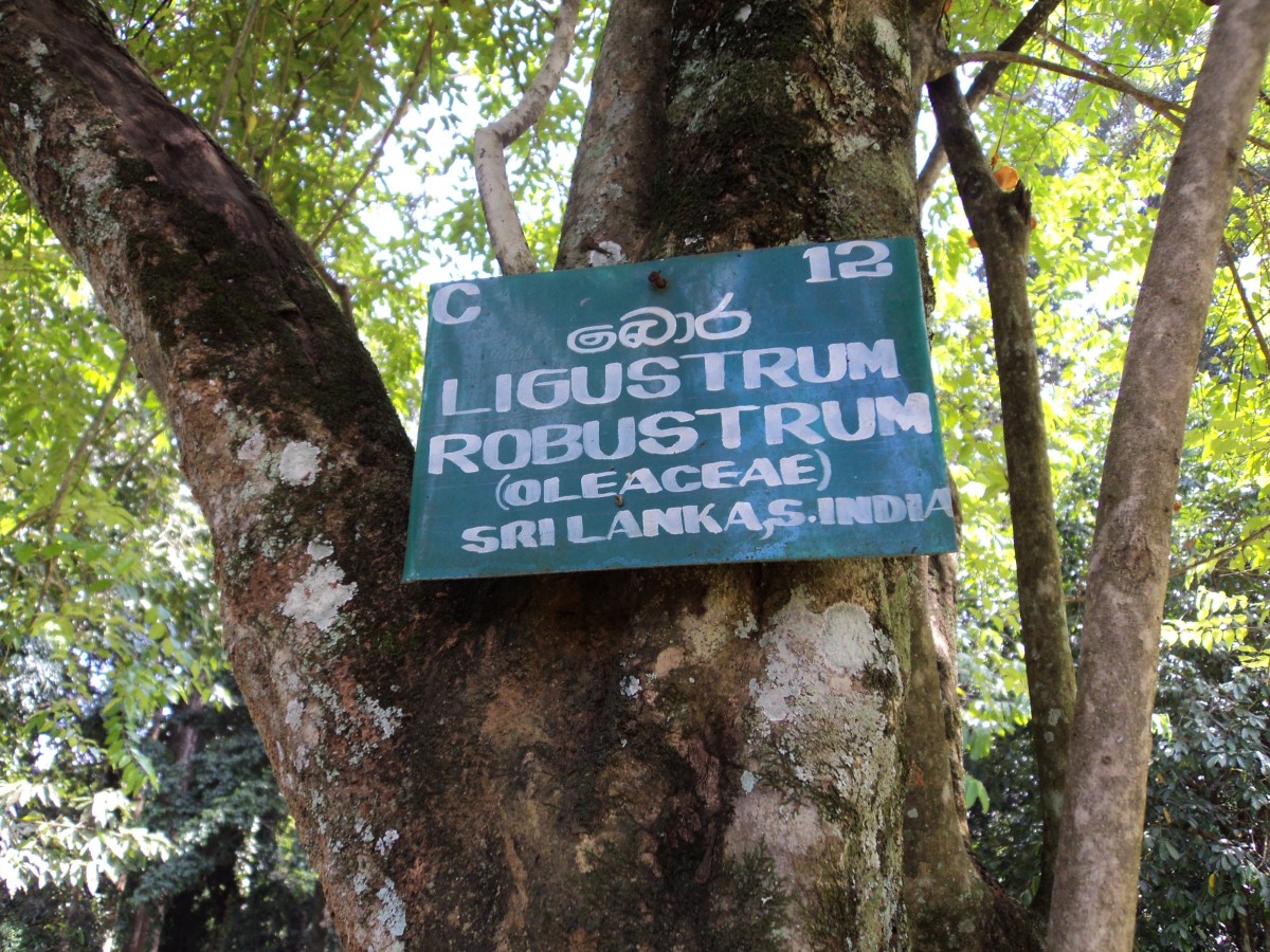 Ligustrum robustum (Roxb.) Blume